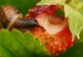 Comment empêcher les fourmis de manger les fraises ? Méthodes efficaces pour sauver la récolte rapidement !