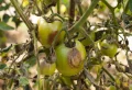 Comment traiter les tomates contre les maladies ? LA recette insolite de grand-père 100 % naturelle et efficace
