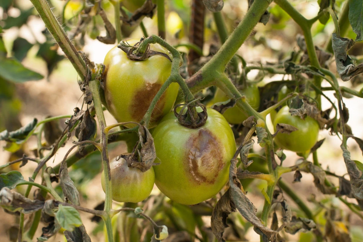 maladie de tomate recette naturelle feuilles vertes