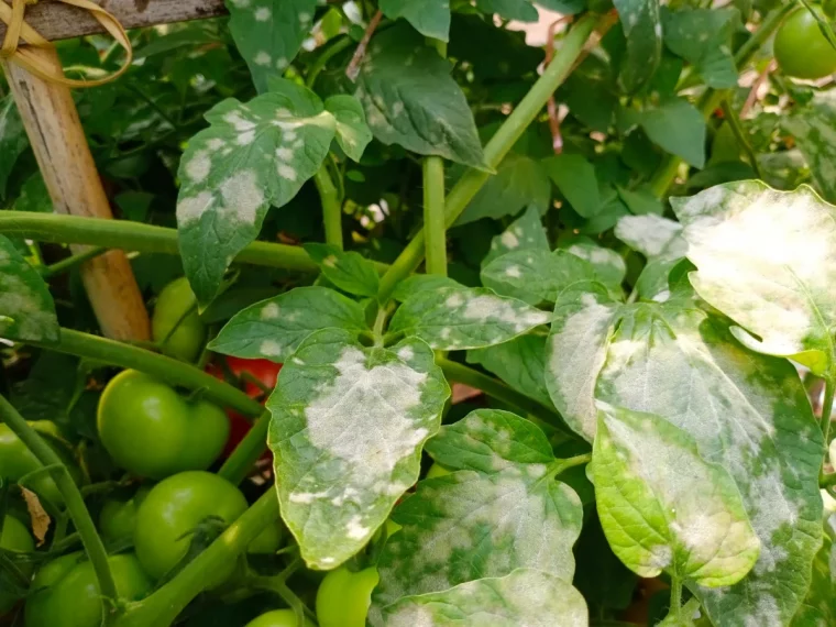 maladies des feuilles des tomates traitement et prevention