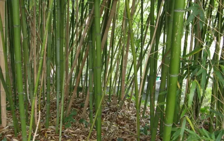 massif de bambous quels bambous pour une haie brise vue