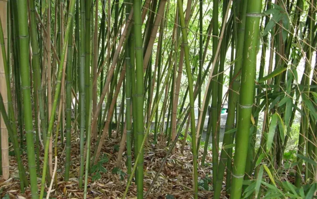 massif de bambous quels bambous pour une haie brise vue