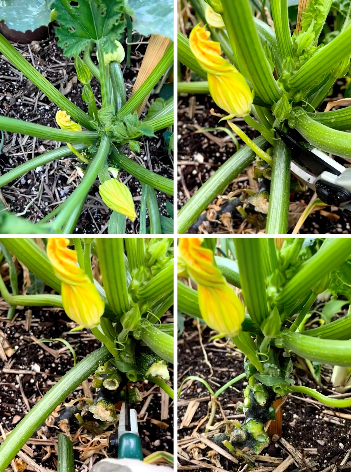 methode comment tailler les courgettes outil jardinage tiges decoupees fleurs