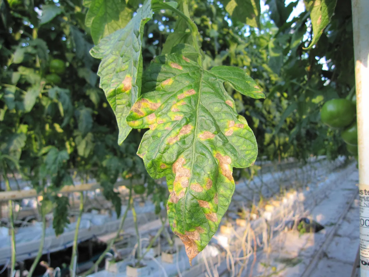 mildiou de la tomate maladie cryptogamique chez les plantes de potager