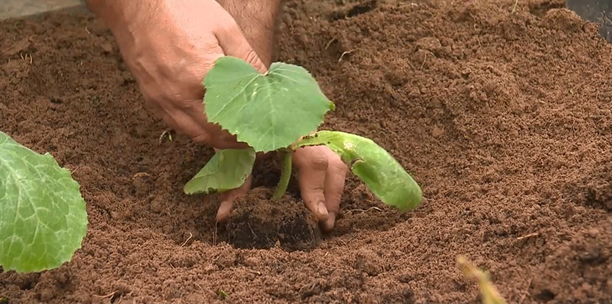 mise en terre d un plant de courgette avec deux mains visibles