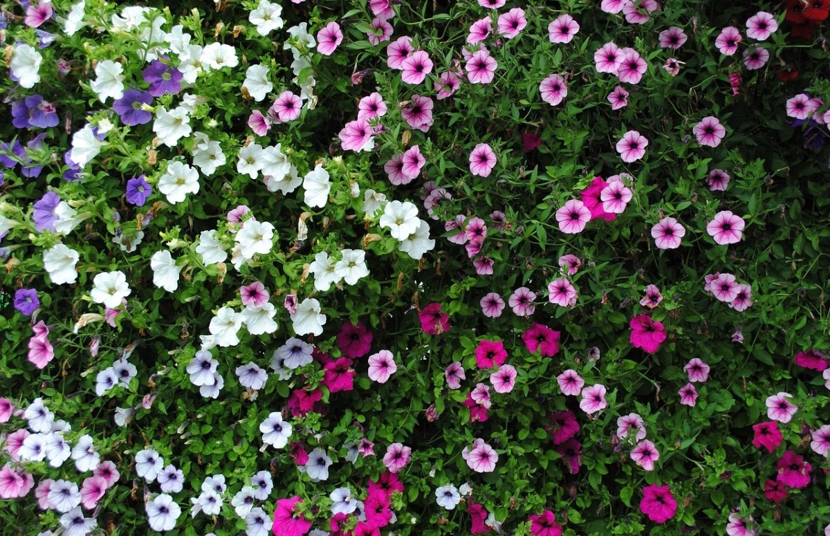 mur de petunia retombant couleur blanche violette rose et fuchsia