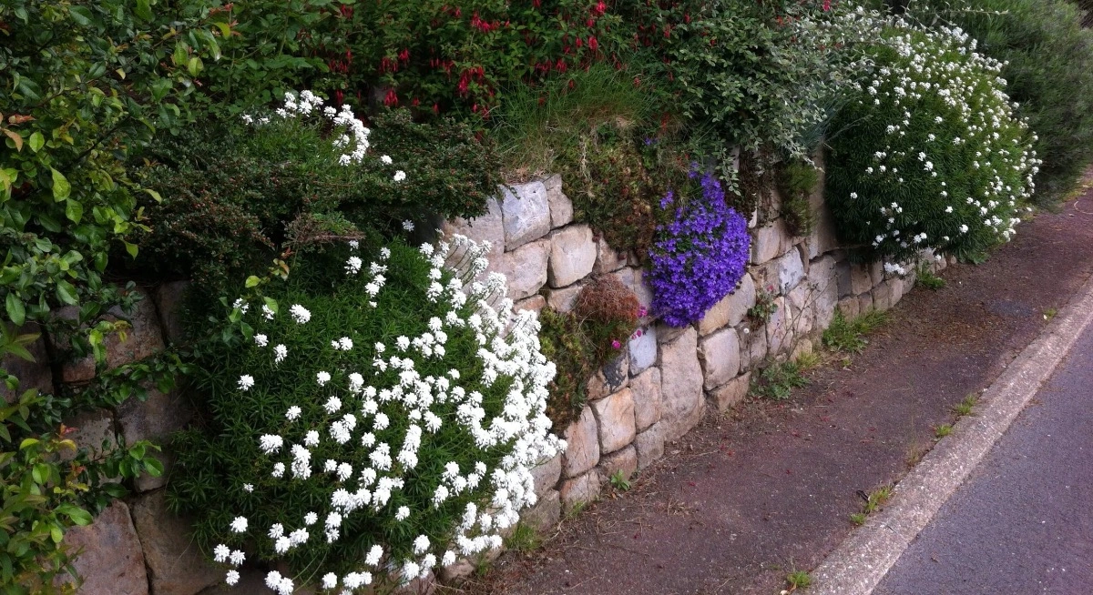 mur en pierre dans lequel poussent des fleurs blanches et violettes et une verdure en abondance