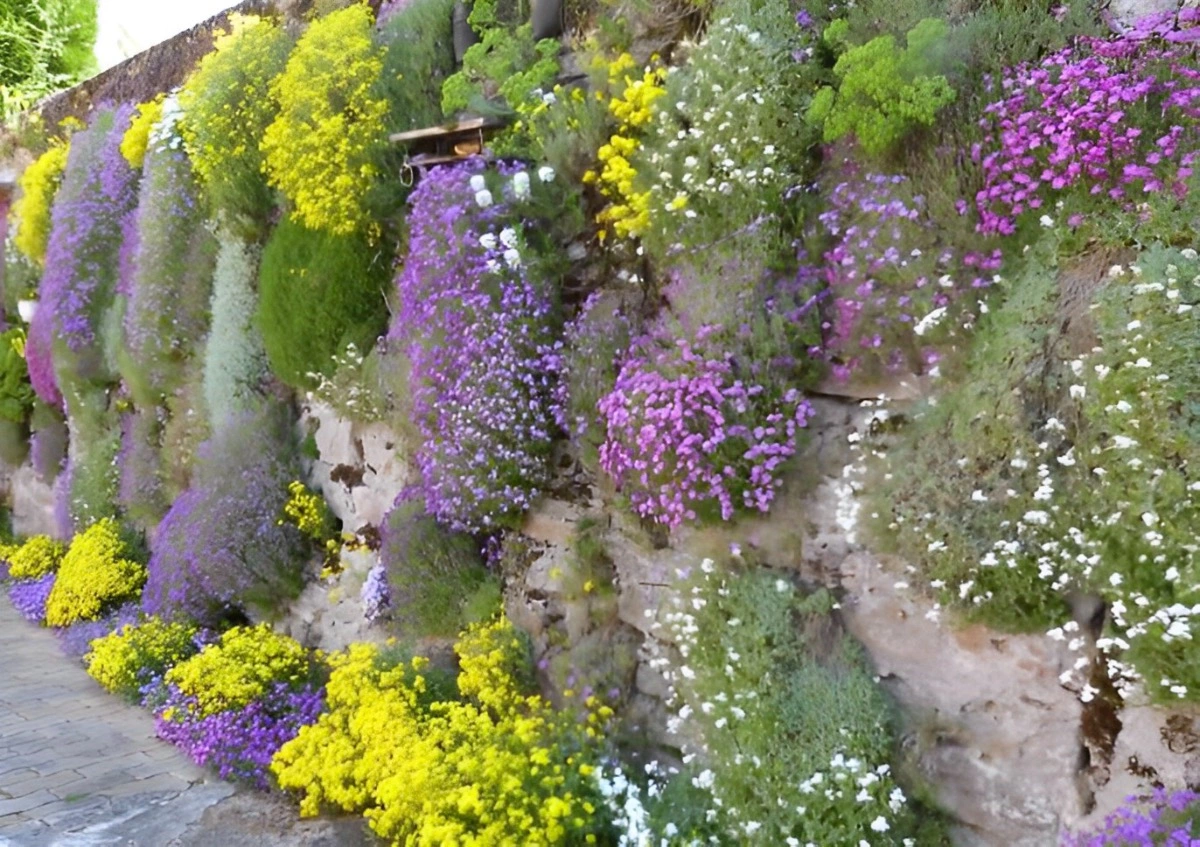 mur en pierre habille par des plantes fleuries de toutes les couleurs