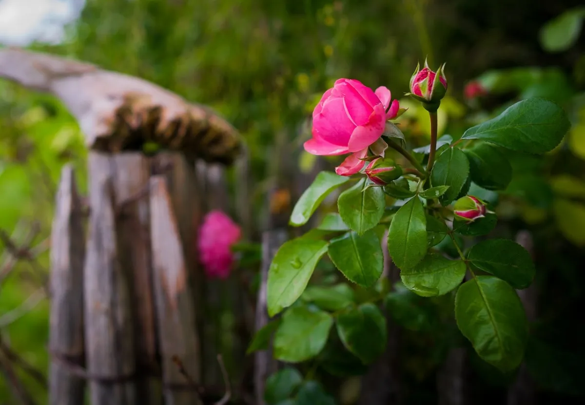 nature jardin culture arbustes ornementaux feuillage vert rose