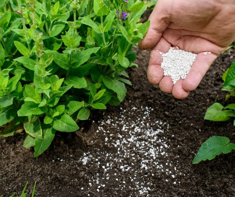 ne pas trop fertiliser anti puceron naturel geste de prevention