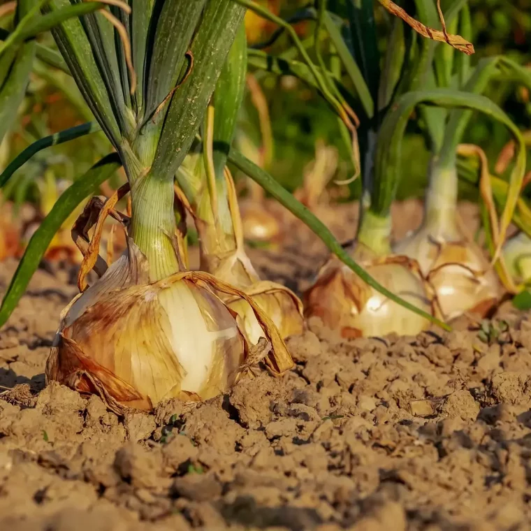 oignons poussant dans potager legume ideal a cote des patates