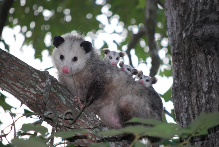 opossum famille sur branche arbre feuilles animals qui mangent serpent