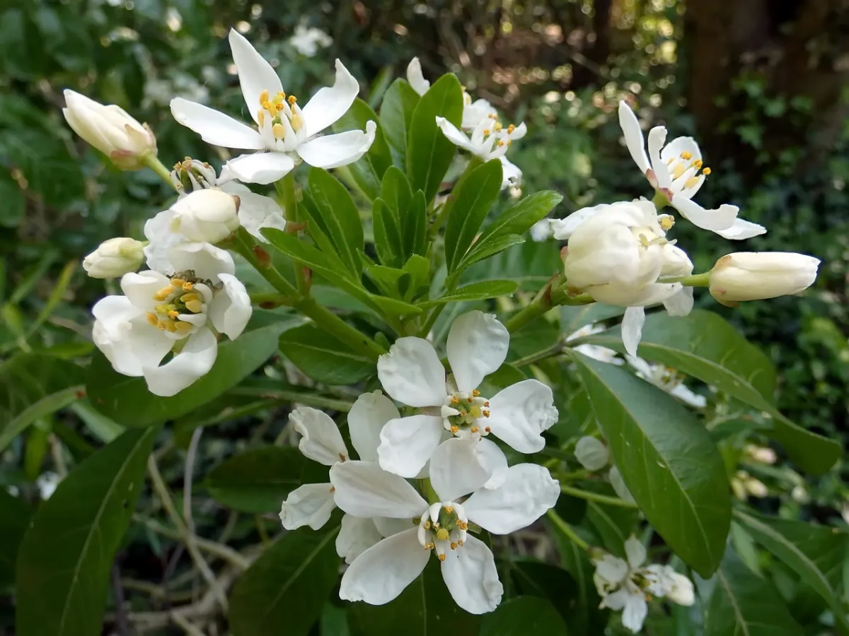 oranger mexique fleurs blanches petales feuillage vert fonce arbuste