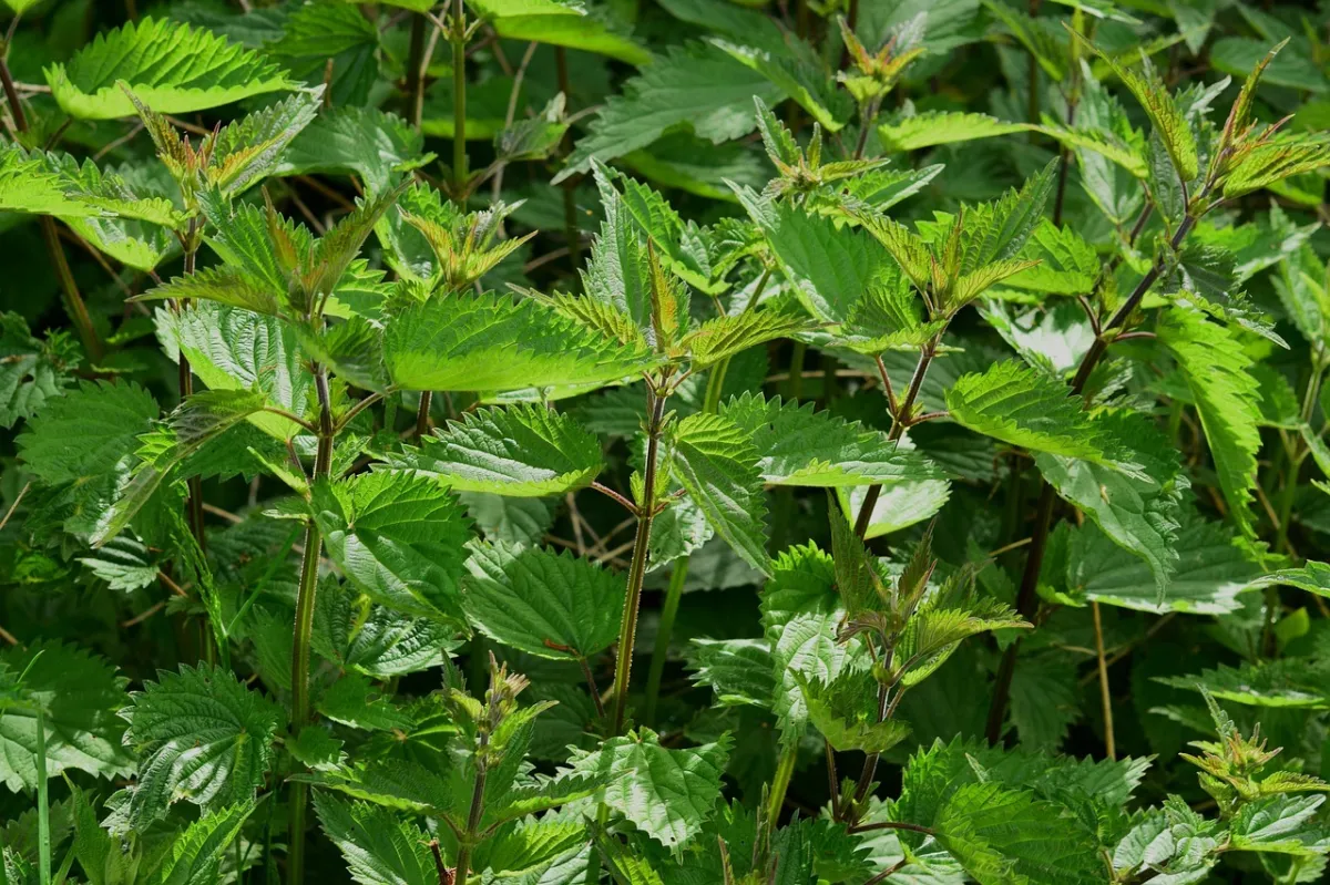 ortie bienfaits jardin feuillage tiges plante herbacee feuilles formes couleur verte