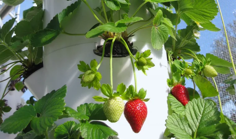 ou planter les fraises guide detaille
