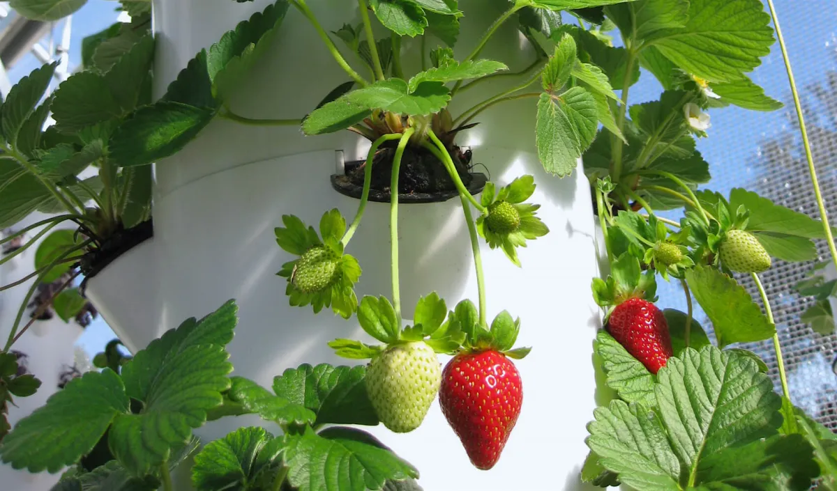 ou planter les fraises guide detaille comment accelerer le murissement de fraises