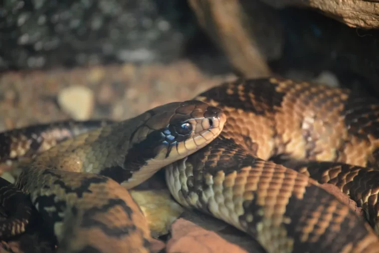 ou se cachent les serpents dans une maison voici les endroits