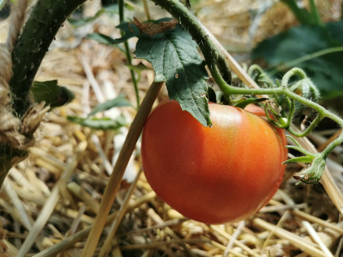 paillage des tomates fruit rouge
