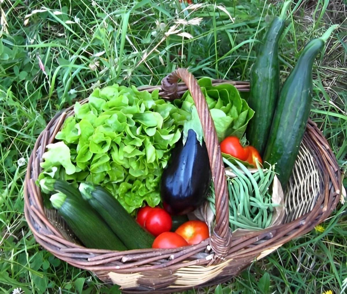 panier de legumes pose au sol avec deux salades deux concombres une aubergine des haricots verts trois courgettes et des tomates rouges
