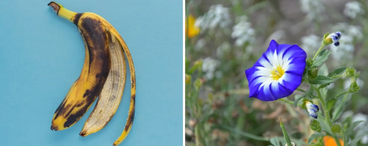 peau de banane utilisation engrais maison petunia fleur bleue