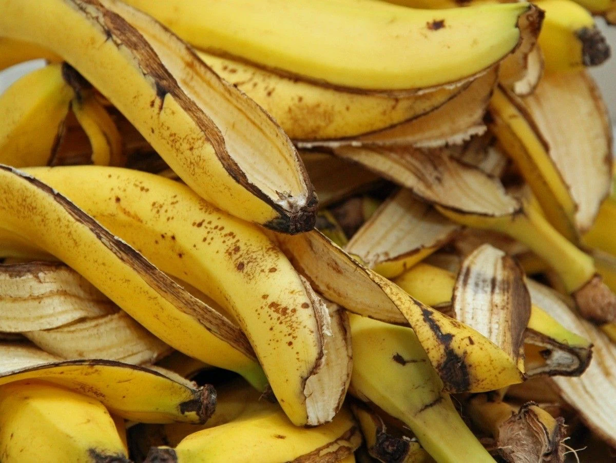 peaux de bananes jaunes ferilisant pour les pommes de terre
