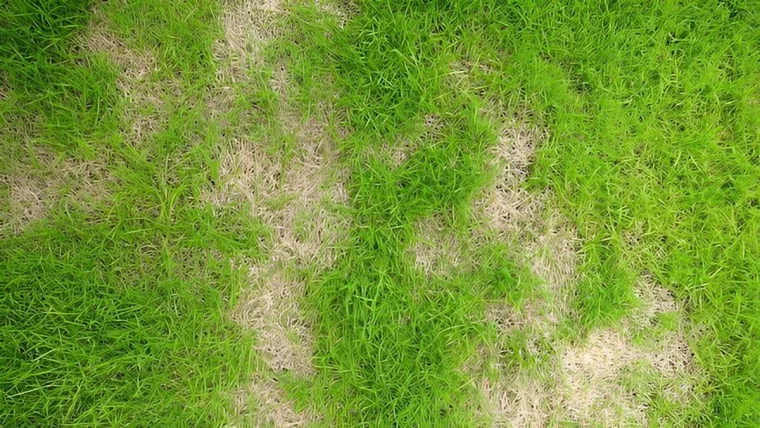 pelouse verte avec des zones seches