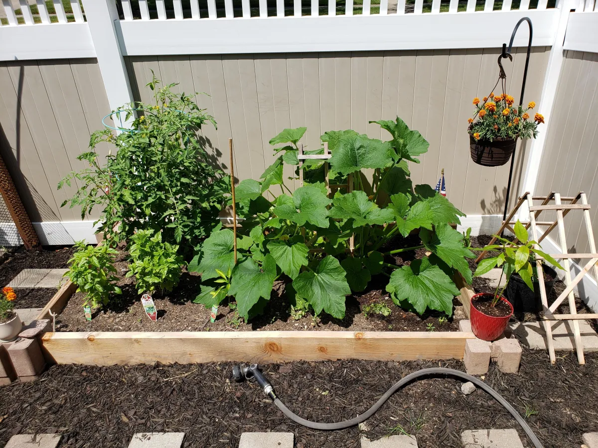 petit potager plante tomate feuillage support bois batonnets diy construction