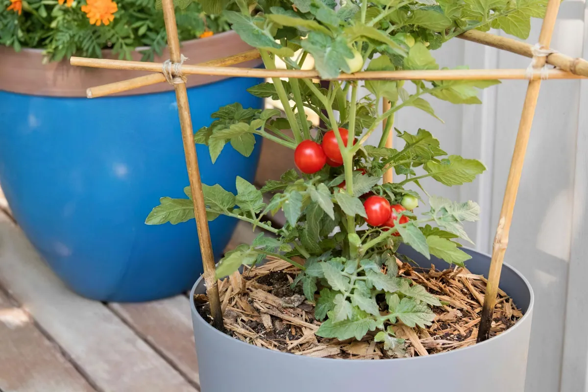 peut on cultiver les tomates cerises en pots