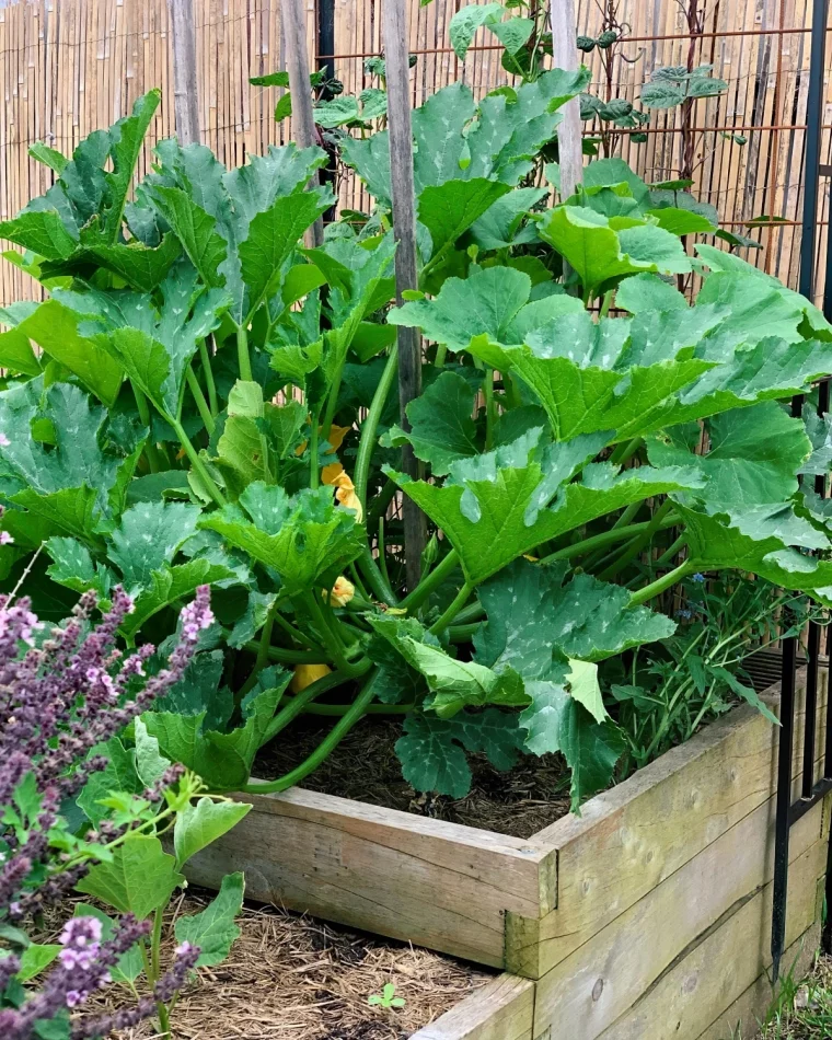 pied de courgette en pot culture jardin potager sureleve