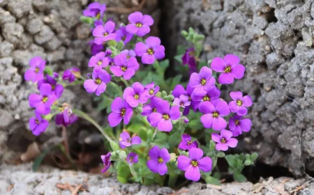 pierre nature plante fleurs petales violettes aubriete deltoide