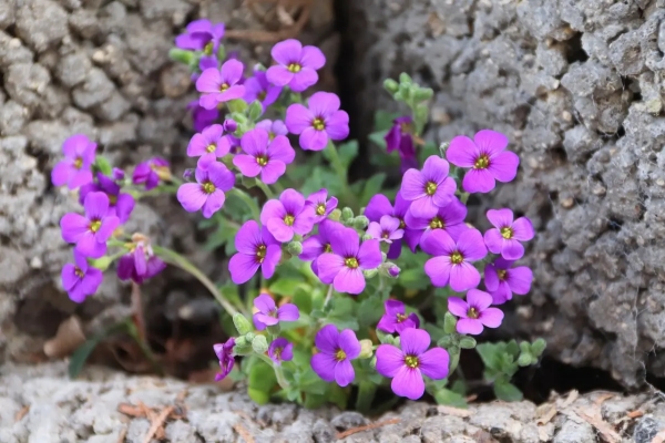 pierres nature plante fleurs petales violettes aubriete deltoide