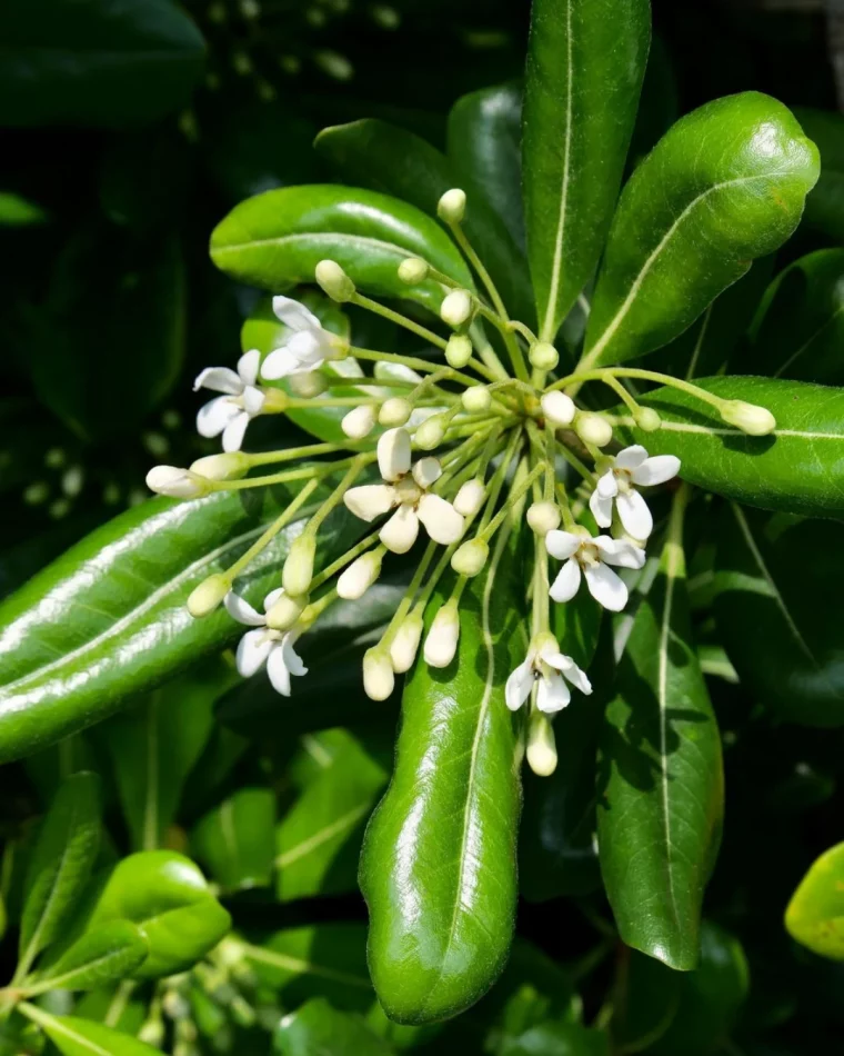 pittosporum. arbuste fleurs blanches, feuilles vertes