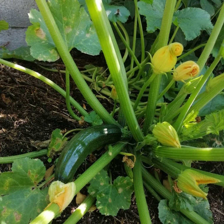 plant de courgettes taille fleurs et tiges