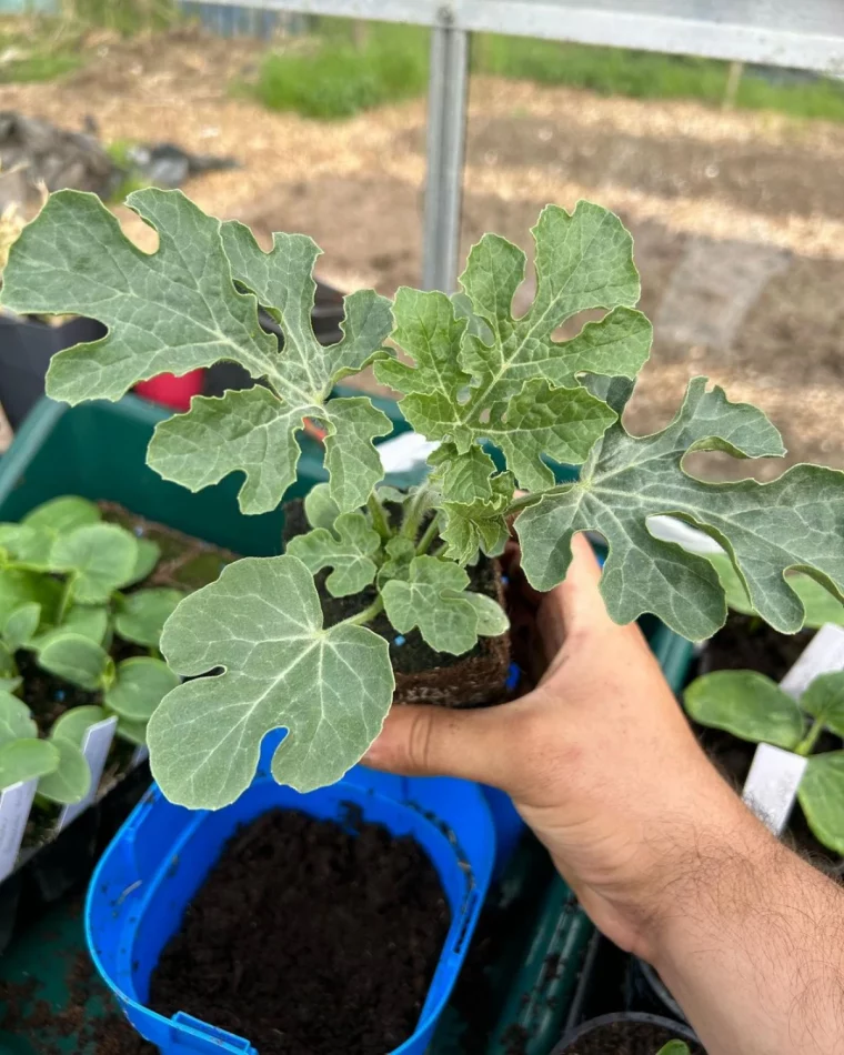 plant de fruits de soleil main feuilles vertes plantation en mai