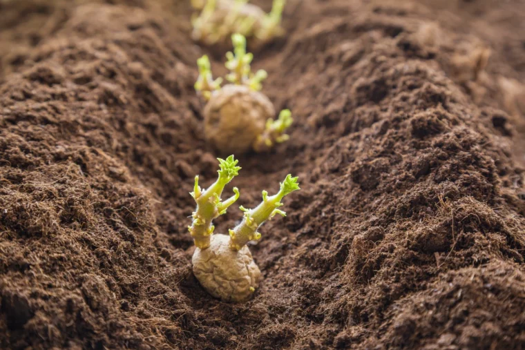 plantation de quelques pommes de terre germination