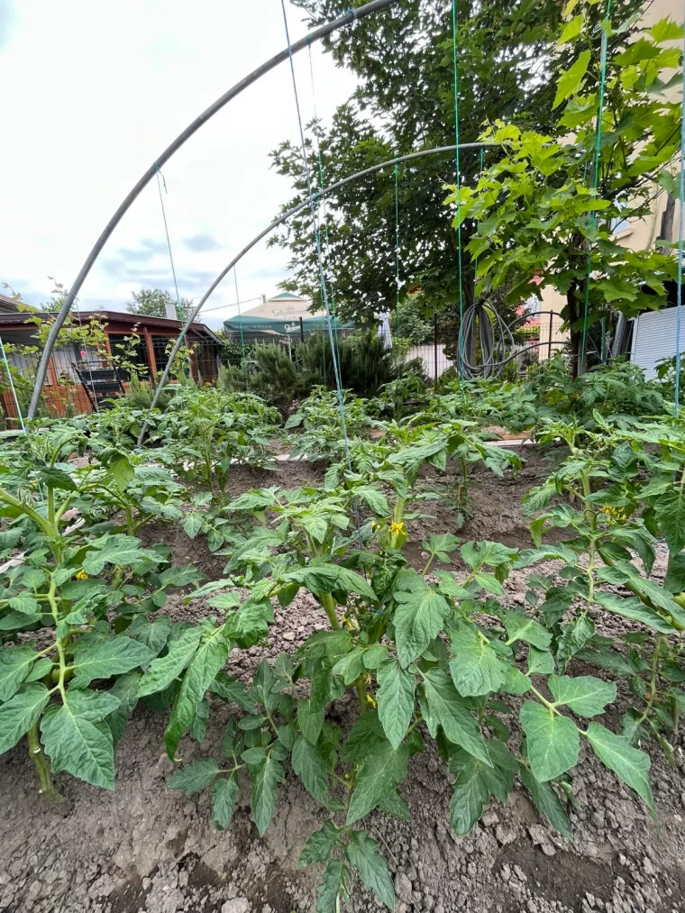 plantation des tomates feuilles vertes traitement maladie