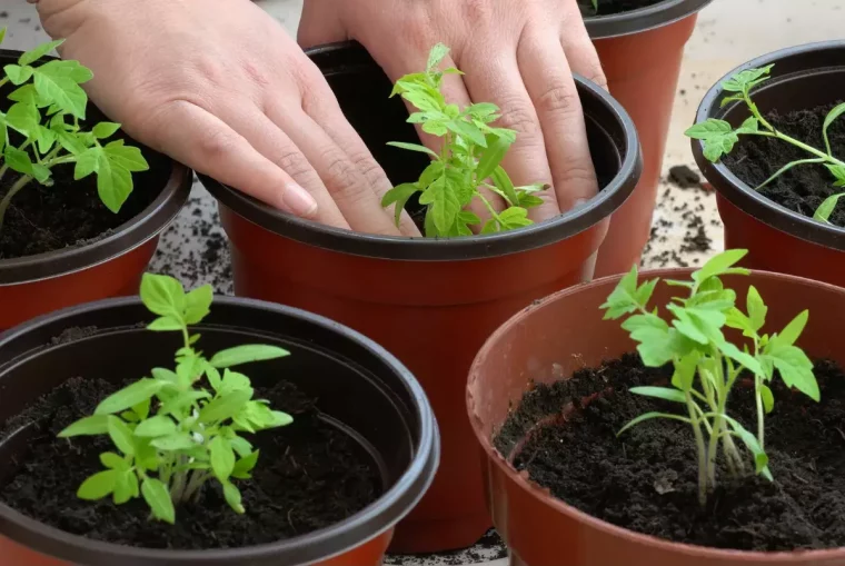 plantation du potager en pots plastiques avec les doigts de deux mains