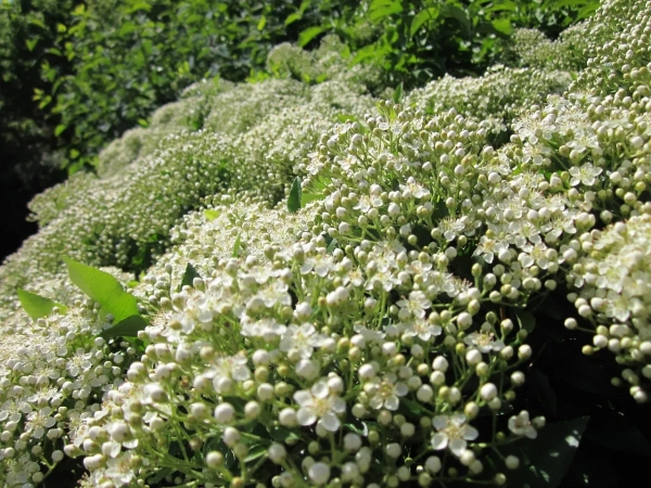 plante pyracantha coccinea arbuste floraison blanche petales fleurs plein soleil