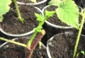 Quand et comment repiquer des plants de framboisiers en pleine terre ? Les détails partagés du pro