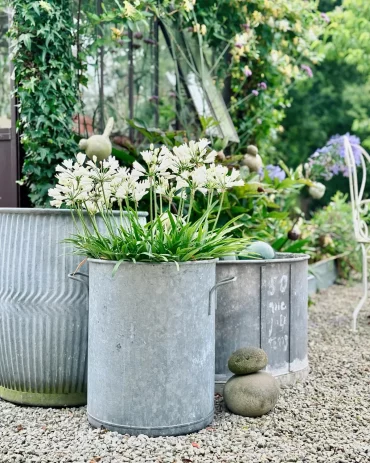 plantes a floraison blanche plantees en pots metalliques