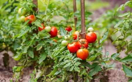 plantes de tomates avec beaucoup de fruits tomates rouges