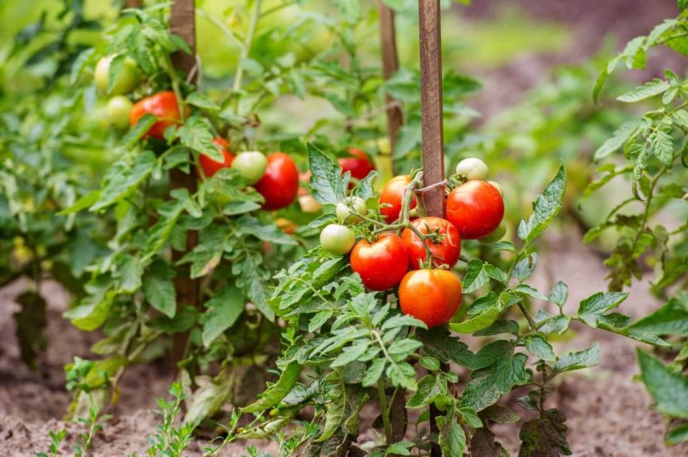 plantes de tomates avec beaucoup de fruits tomates rouges