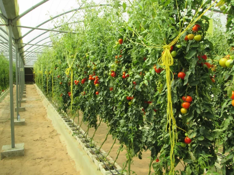 plantes de tomates sous serre dans un potager commercial