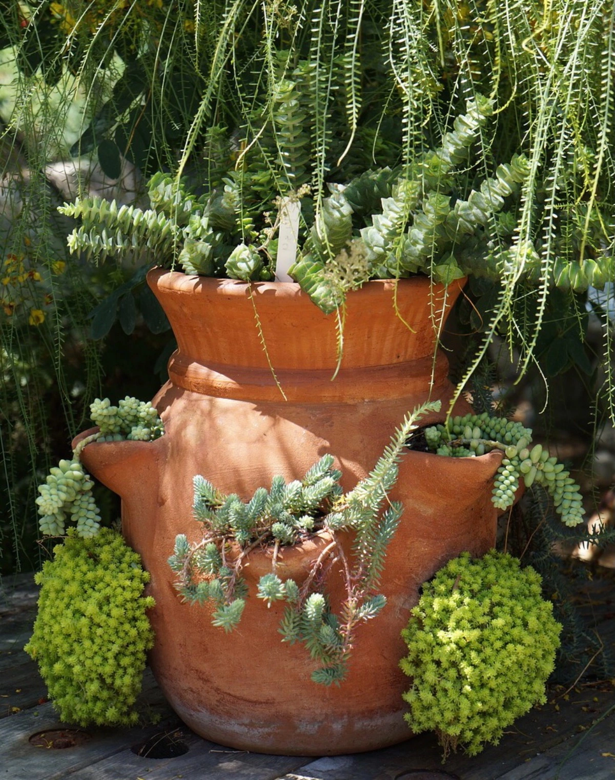 plantes succulentes dans un pot geant original en terre cuite
