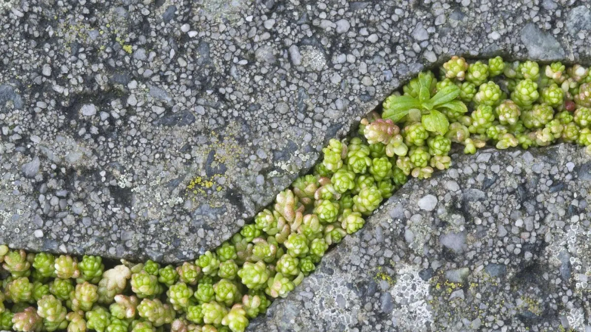plantes succulentes terrain fissures espaces pierres exterieur sol