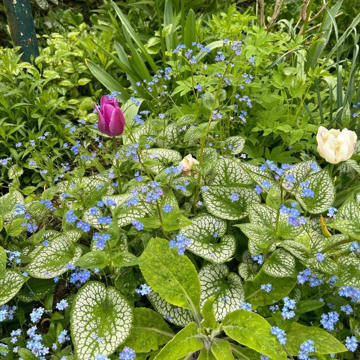 plantes vertes couvre sol fleurs blue et violettes
