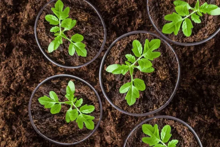 plants de tomate transplantation engrais naturel pots plastique