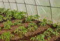 Quand planter les tomates sous serre ? Les méthodes infaillibles pour une récolte rapide et exceptionnelle !
