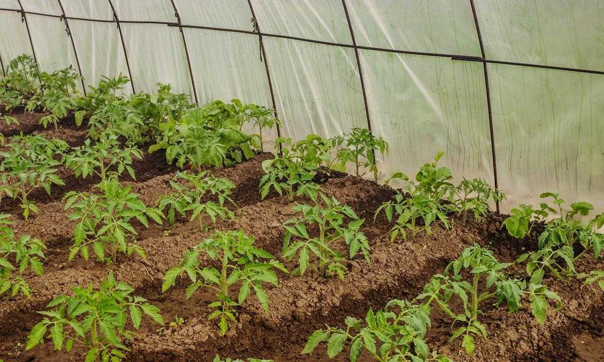plants de tomates sous serre terre et feuilles vertes