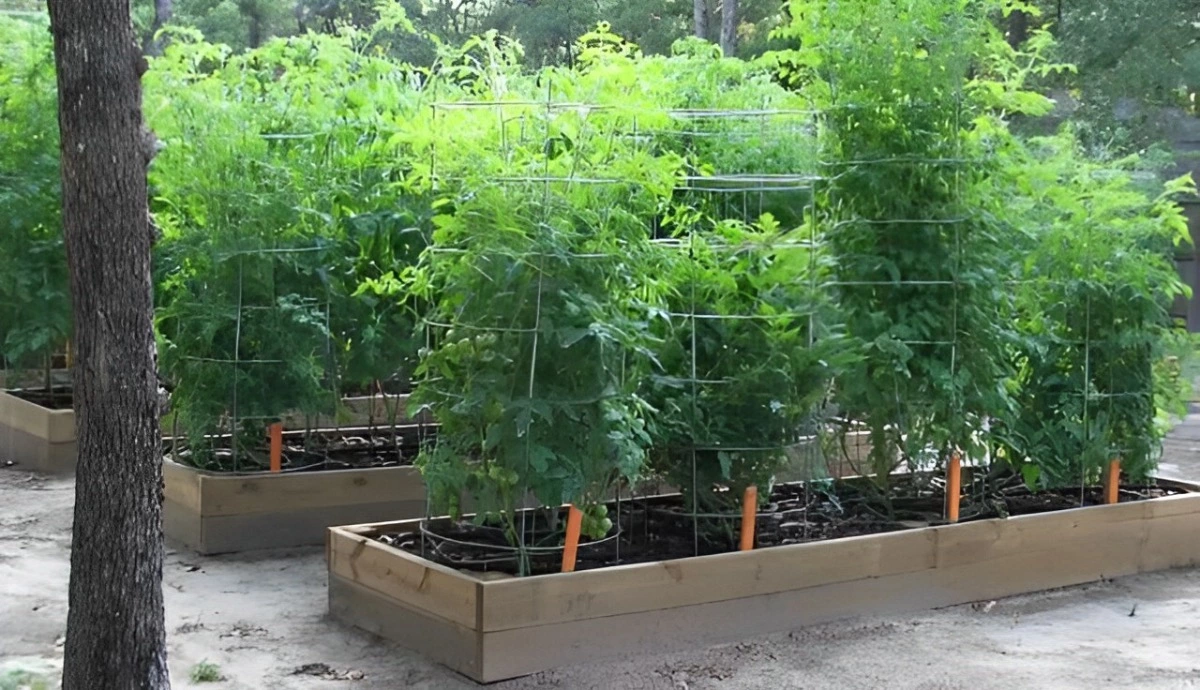 plusieurs rangees avec des tuteurs cages avec quatre plants de tomates en premier plan